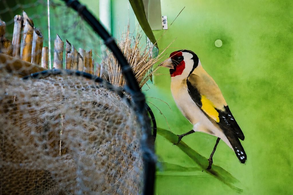 jilguero-natura-albufera