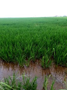 La birbà del Arroz en Natura Albufera