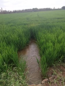 La birbà del Arroz en Natura Albufera