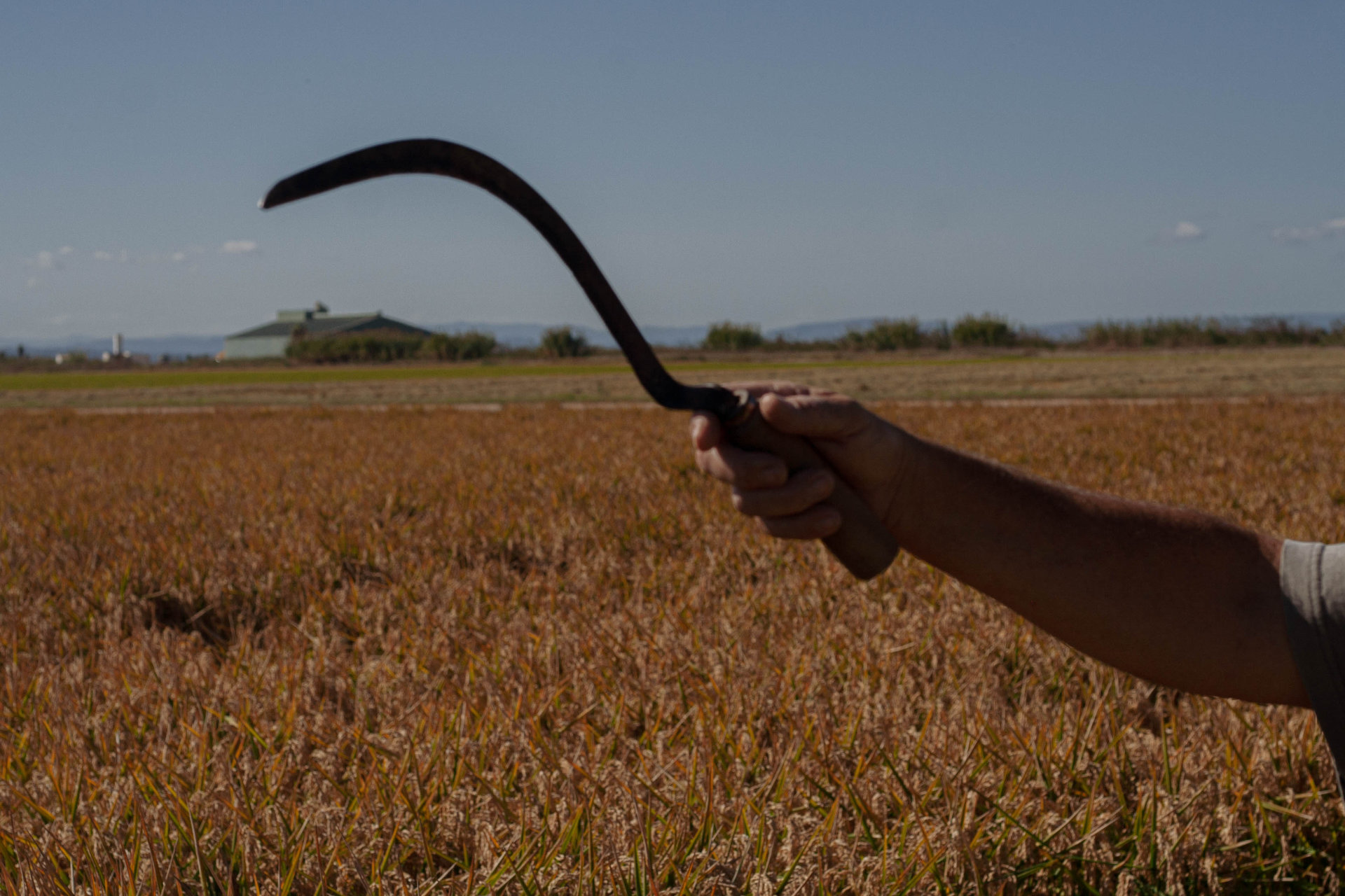 Siega del arroz en la albufera de valencia