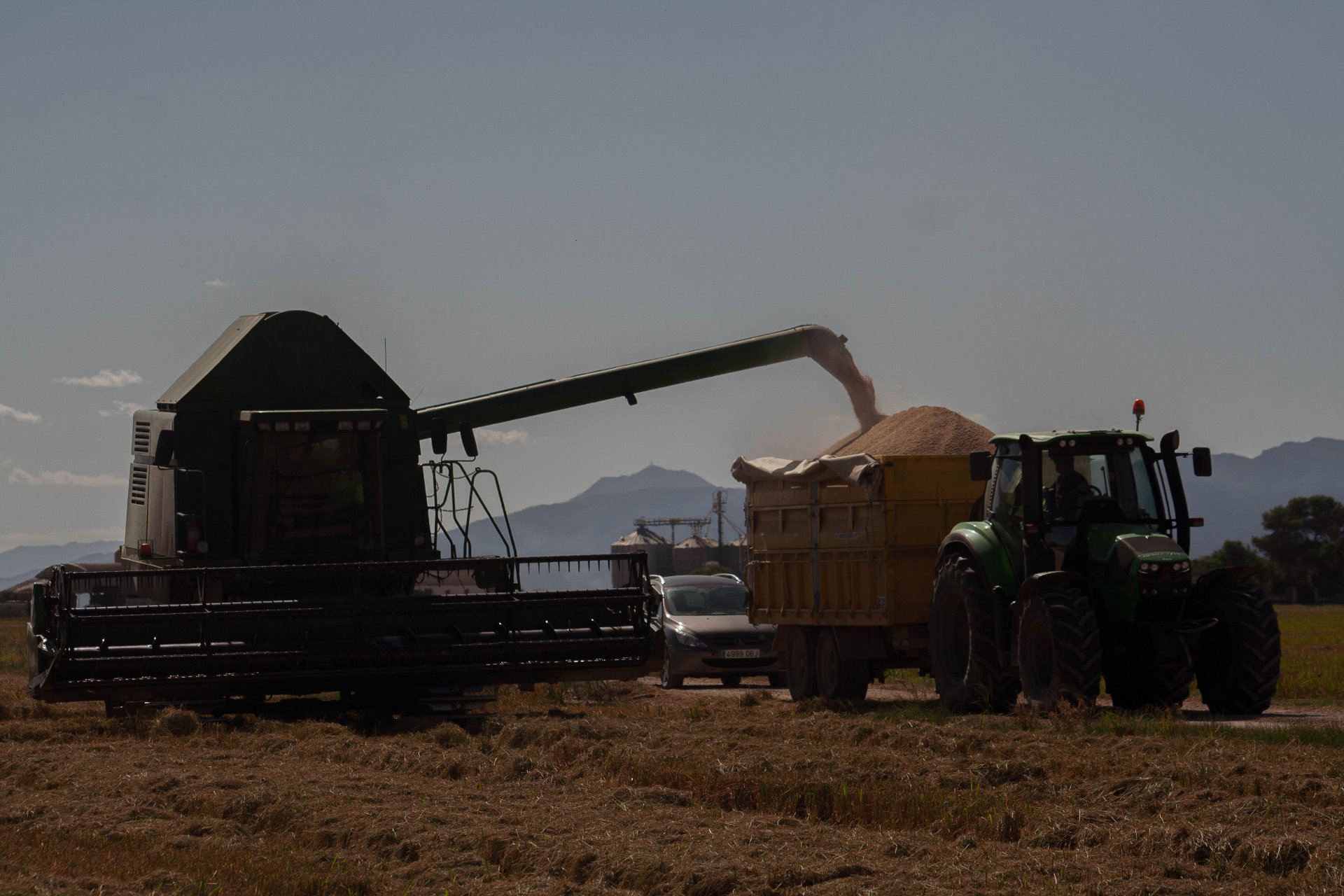 Siega del arroz en la albufera de valencia