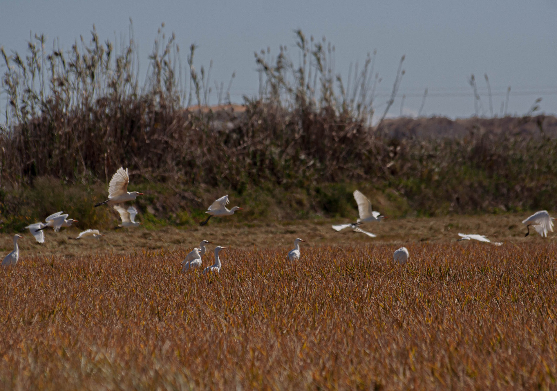 Siega del arroz en la albufera de valencia
