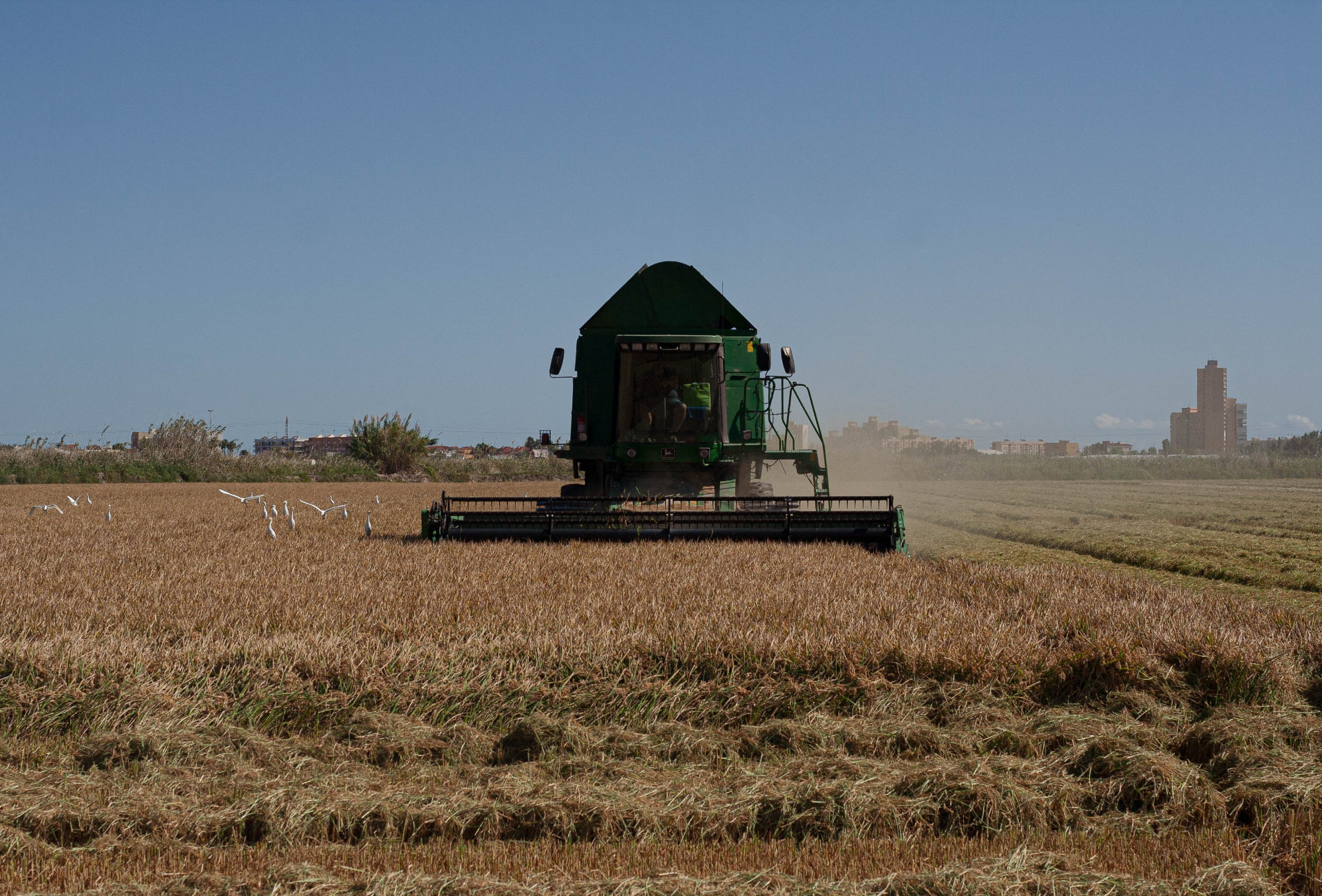 Siega del arroz en la albufera de valencia